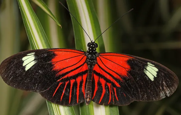 Picture macro, butterfly, red