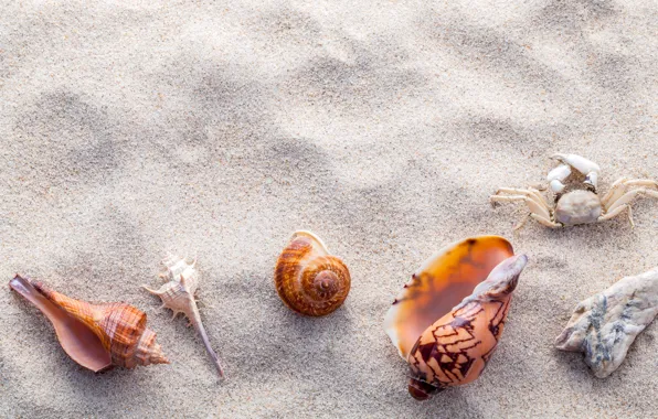 Picture sand, beach, shell, summer, beach, sand, marine, seashells