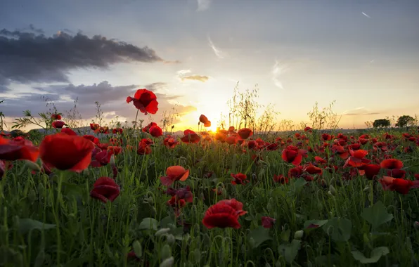 Picture summer, the sky, the sun, clouds, light, sunset, flowers, Maki, the evening, poppy field