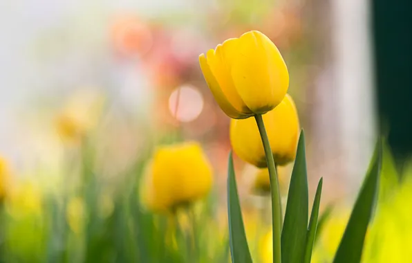 Picture flowers, yellow, Tulip, spring, yellow, tulips, bokeh
