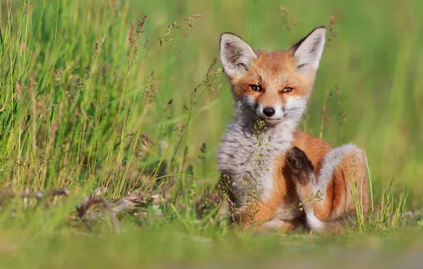 Picture grass, look, pose, baby, Fox, sitting, Fox