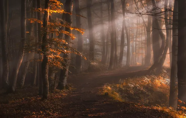Picture autumn, forest, rays, light, trees, nature, fog, path