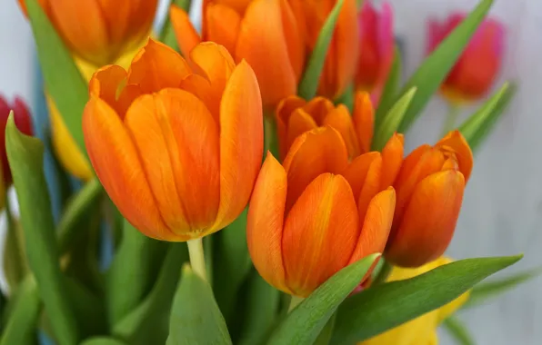 Picture macro, flowers, bright, bouquet, spring, tulips, orange, bokeh