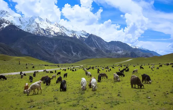 Picture mountain, Pakistan, goats, Chitral National Park