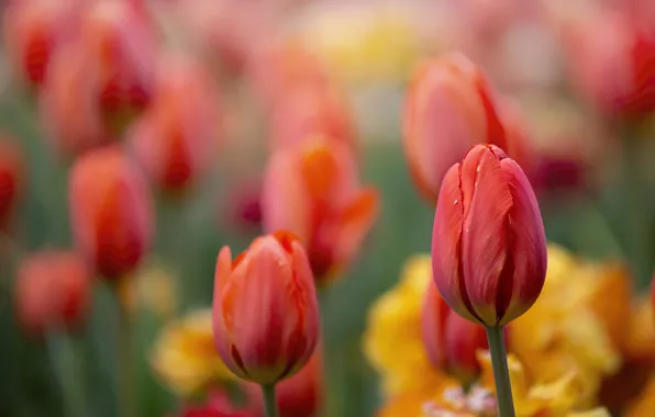 Picture macro, flowers, background, focus, spring, tulips