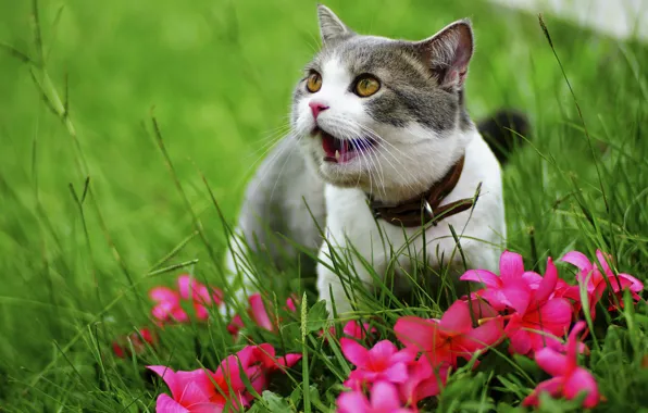Picture greens, cat, grass, cat, flowers, nature, kitty, grey, muzzle, collar, pink, kitty, yellow eyes, teen, …