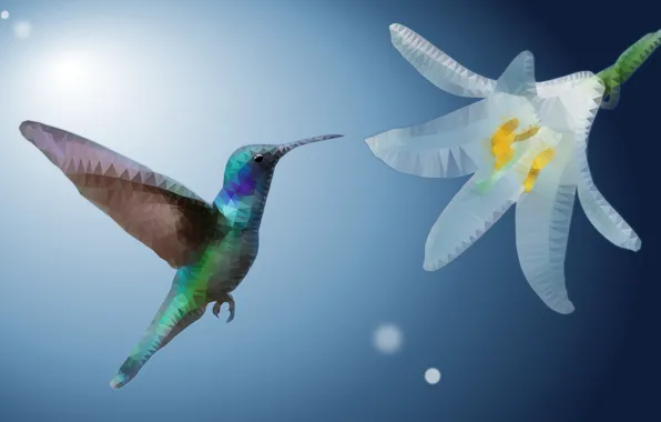 Picture flower, Hummingbird, tail, low poly, exotic, ave