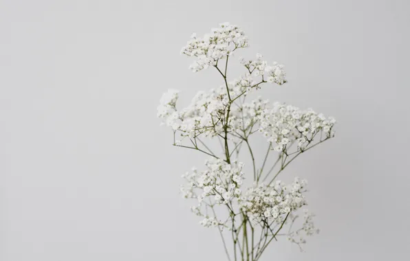Picture flowers, background, white