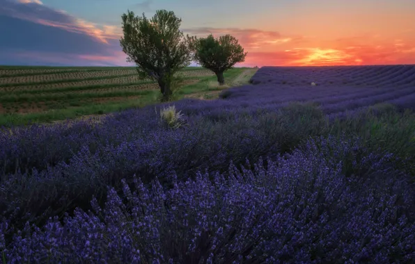 Picture field, trees, sunset, flowers, France, the evening, the beds, a lot, lavender, plantation, bushes, two …