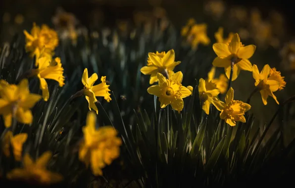 Picture flowers, the dark background, glade, spring, yellow, daffodils