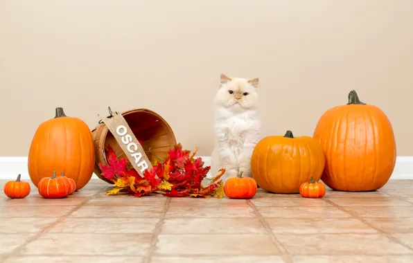 Picture autumn, cat, white, cat, holiday, tile, pumpkin, floor, Halloween, sitting, photoshoot, the barrel, Halloween, autumn …