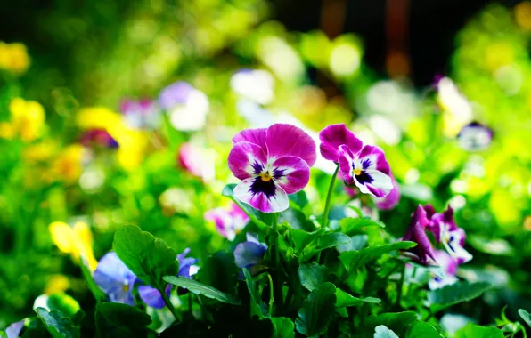 Picture greens, light, flowers, nature, glare, glade, pink, Pansy, flowerbed, bokeh, blurred background, violet, viola