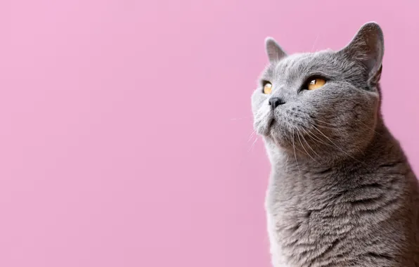 Picture cat, cat, look, grey, muzzle, pink background, cat, British Shorthair