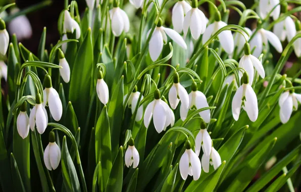 Picture flowers, spring, snowdrops, white, a lot