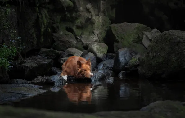 Picture water, stones, dog, The border collie, Svetlana Pisareva