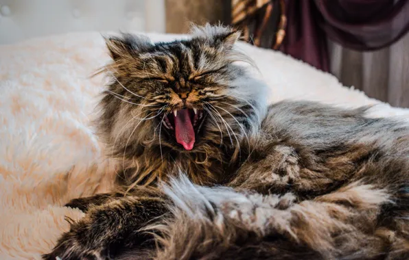Picture cat, mouth, fangs, Persian
