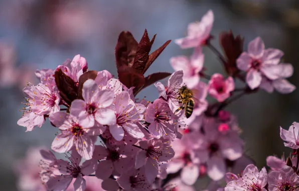 Picture nature, cherry, bee, petals, flowering
