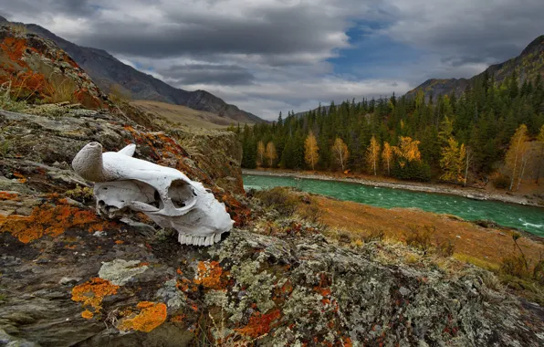 Picture autumn, forest, mountains, the slopes, skull