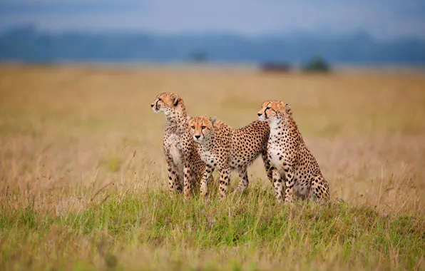 Picture field, the sky, grass, look, nature, Cheetah, three, wild cats, trio, sitting, cheetahs
