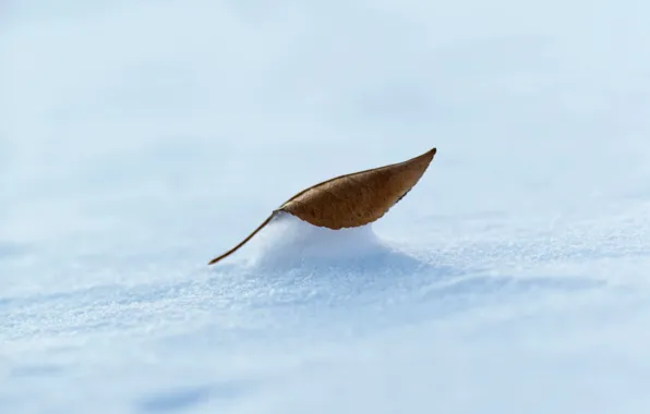 Picture winter, snow, sheet, minimalism, dry leaf