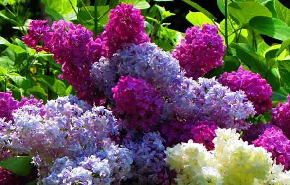 Picture flowers, bouquet, lilac
