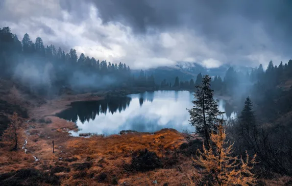 Picture forest, nature, fog, lake