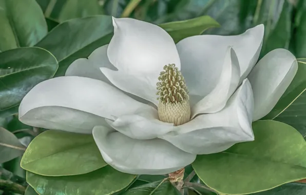 Picture macro, white, Magnolia