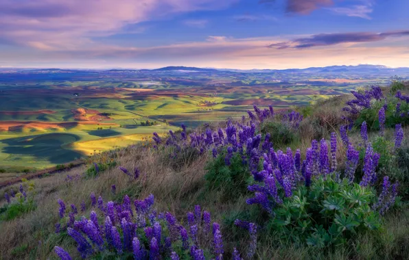 Picture field, flowers, view, field, village, hill, meadows, lilac, lupins