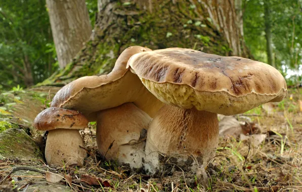 Picture Forest, Borovik, White Mushroom, The mycelium