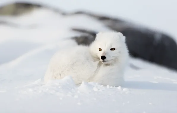 Picture winter, white, look, face, snow, nature, background, the snow, lies, handsome, Fox, Arctic Fox