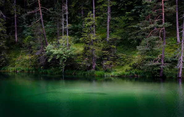 Picture greens, forest, water, landscape, nature, lake, beauty
