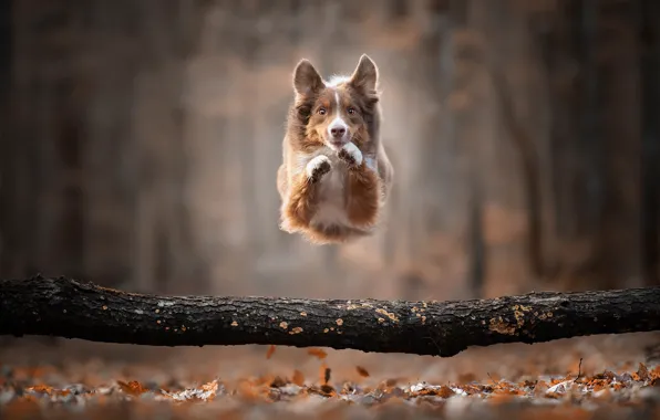 Picture autumn, jump, dog, log, bokeh, doggie, The border collie
