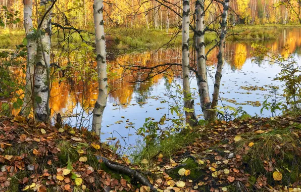 Picture autumn, forest, trees, branches, lake, pond, reflection, trunks, shore, foliage, birch, falling leaves, pond, Golden …