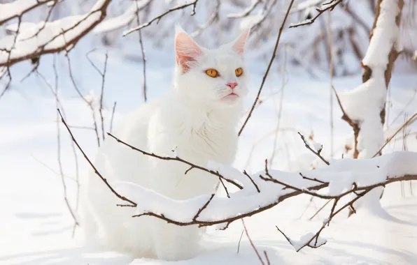 Picture winter, cat, white, cat, look, light, snow, branches, tree, spring, the snow, face, sitting, yellow …