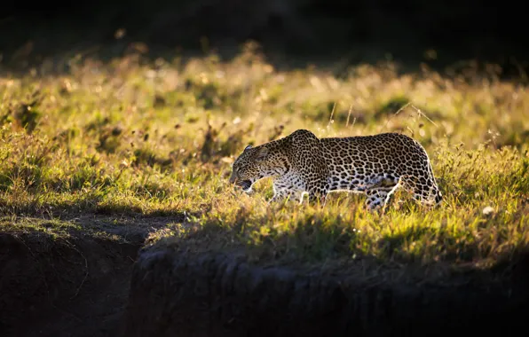 Picture grass, light, leopard