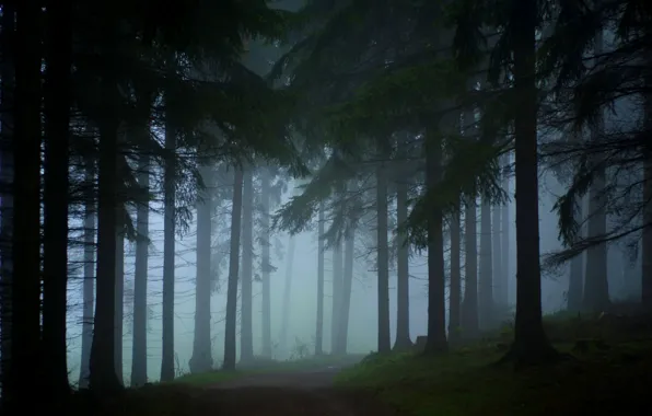 Picture road, forest, trees, nature, fog, Germany, Saxony