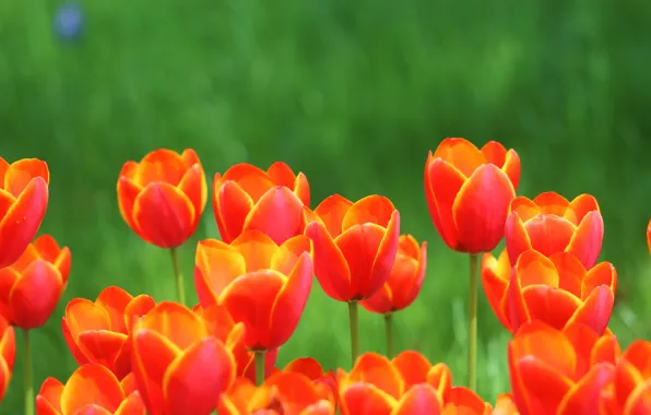 Picture flowers, spring, tulips, red, buds, flowerbed, green background, bokeh