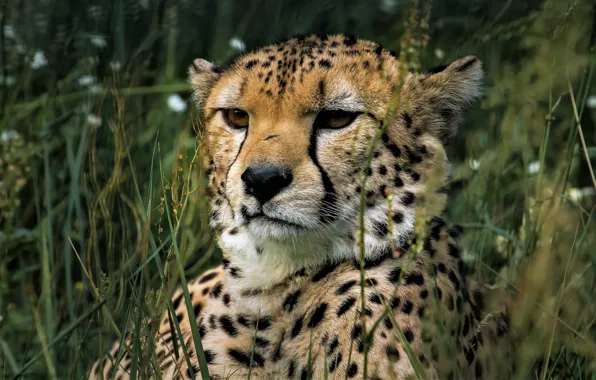 Picture grass, look, face, background, portrait, Cheetah