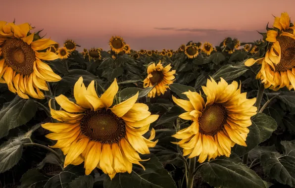 Picture field, summer, sunflowers, night