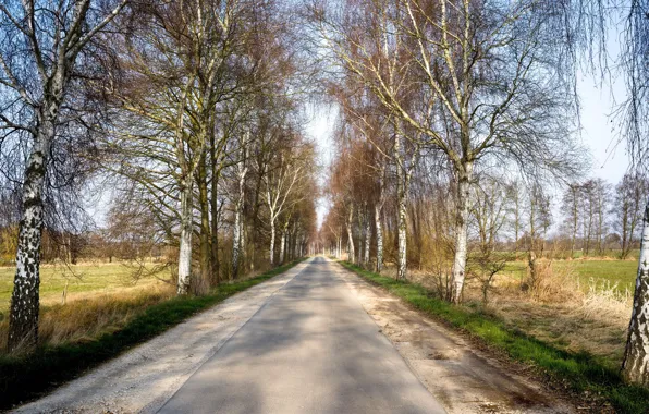 Picture road, nature, birch