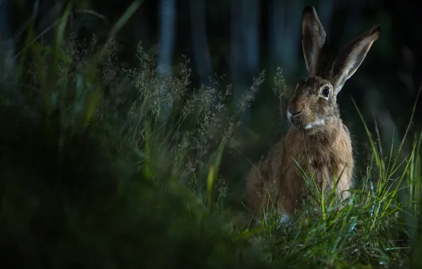 Picture forest, grass, look, face, the dark background, hare, portrait, Bunny