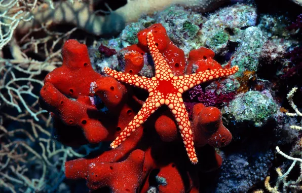 Picture corals, starfish, marine fauna