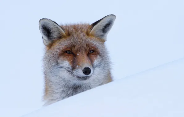 Picture face, snow, background, portrait, Fox, red