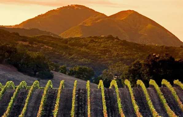 Picture mountains, CA, vineyard, USA
