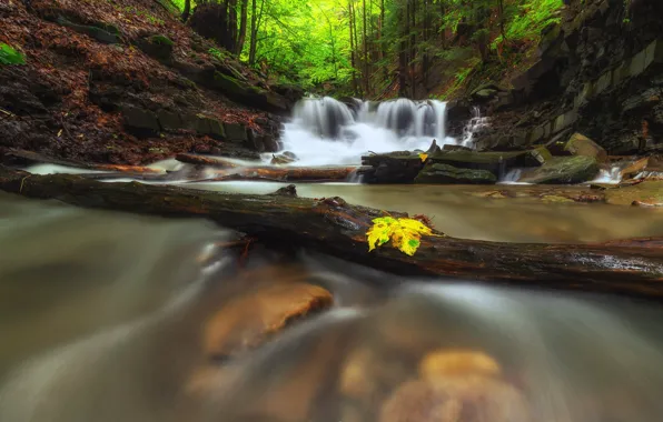 Picture autumn, forest, nature, river, stones, waterfall, Poland, logs, Michał Sośnicki