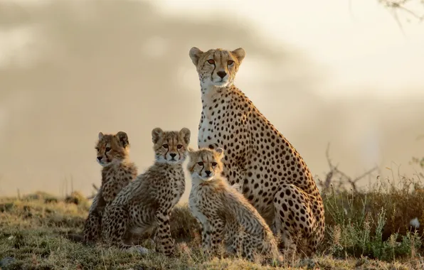 Picture the sky, grass, look, kittens, Cheetah, kids, mom, cubs, cheetahs