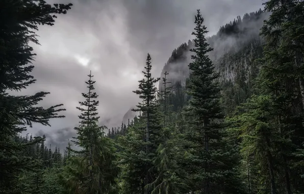 Picture forest, mountains, fog