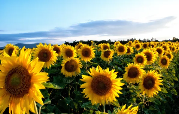 Picture field, summer, the sky, clouds, sunflowers, flowers, yellow, sunflower