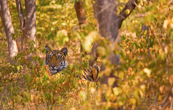 Picture forest, trees, tiger, wild cat