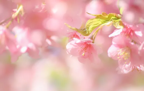 Picture flowers, spring, pink, flowering, bokeh
